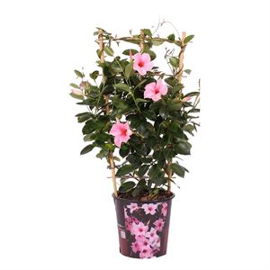 Bild von Kp19 Sundaville Rek Cream